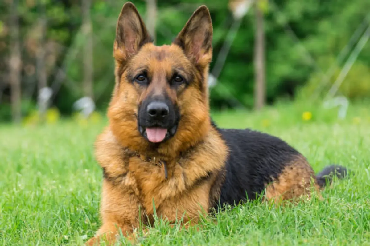 German Shepherd Dog Breed’s
